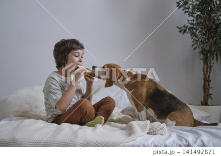 boy and his loyal Beagle share a sandwich while sitting on a cozy bed. This warm moment of friendship between a child and an animal is perfect for illustrating childhood and family values. boy and his loyal Beagle share a sandwich while sitting on a cozy bed. This warm moment of friendship between a child and an animal is perfect for illustrating childhood and family values. 141492871