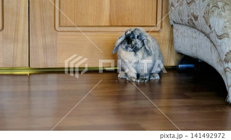 A domestic rabbit sits still on a wooden floor, close-up framing emphasizes its eye and natural fur pattern with warm tones. The image highlights peaceful home atmosphere and importance of caring for A domestic rabbit sits still on a wooden floor, close-up framing emphasizes its eye and natural fur pattern with warm tones. The image highlights peaceful home atmosphere and importance of caring for 141492972