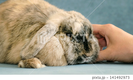 A rabbit lies relaxed while being gently petted, captured at close range with soft lighting and shallow depth of field. The image highlights comfort, trust, and the calming interaction between human 141492973