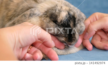 A small rabbit interacts playfully with a hand, holding a finger with its paws in a cozy indoor setting. The scene reflects trust, gentle play, and emotional connection in everyday pet ownership. A small rabbit interacts playfully with a hand, holding a finger with its paws in a cozy indoor setting. The scene reflects trust, gentle play, and emotional connection in everyday pet ownership. 141492974