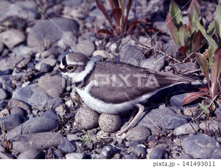 日本の野鳥。たまごを温めるコチドリ。 日本の野鳥。たまごを温めるコチドリ。 141493011