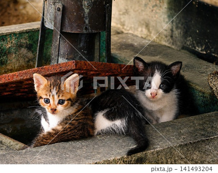 古びた場所で寄り添う2匹の子猫 古びた場所で寄り添う2匹の子猫 141493204