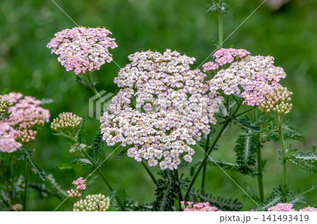 茎の先端に小さな花を多数、咲かせるアキレア【和名はノコギリソウ】 茎の先端に小さな花を多数、咲かせるアキレア【和名はノコギリソウ】 141493419