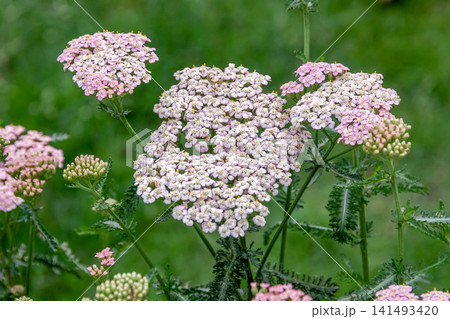 茎の先端に小さな花を多数、咲かせるアキレア【和名はノコギリソウ】 茎の先端に小さな花を多数、咲かせるアキレア【和名はノコギリソウ】 141493420