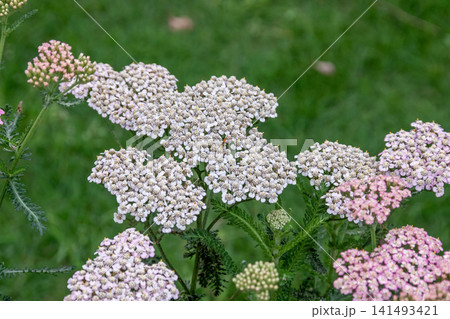 茎の先端に小さな花を多数、咲かせるアキレア【和名はノコギリソウ】 茎の先端に小さな花を多数、咲かせるアキレア【和名はノコギリソウ】 141493421