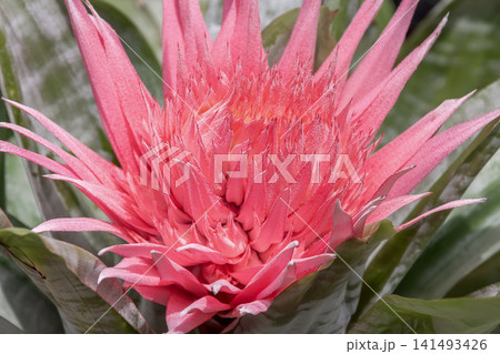 花苞がとても綺麗なエクメア ファシアータ、葉のゼブラ模様も面白い 花苞がとても綺麗なエクメア ファシアータ、葉のゼブラ模様も面白い 141493426