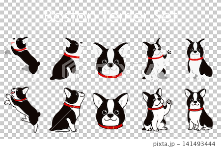 一組簡單可愛的波士頓梗犬插圖,配有紅色項圈,有輪廓線和不帶輪廓線兩種版本。 一組簡單可愛的波士頓梗犬插圖,配有紅色項圈,有輪廓線和不帶輪廓線兩種版本。 141493444
