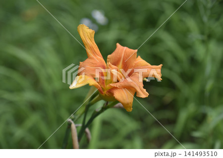 藪萱草 藪萱草 141493510
