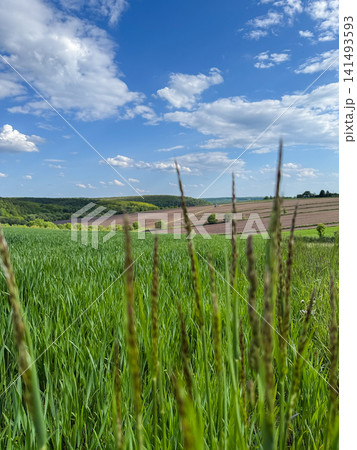Green wheat field growing under blue sky 141493593