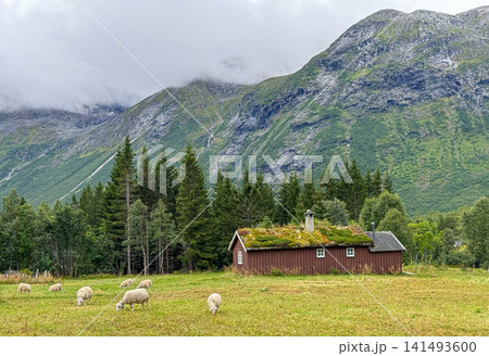 Traditional grass roof house and sheep grazing in valldal Traditional grass roof house and sheep grazing in valldal 141493600