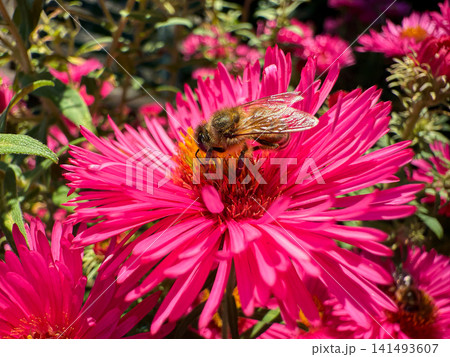 Honey bee pollinating vibrant pink aster flower Honey bee pollinating vibrant pink aster flower 141493607