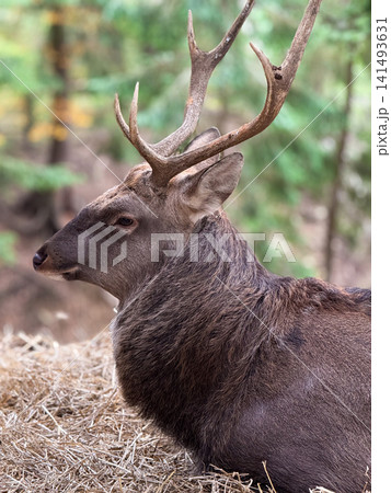 Calm forest environment portraying serenity, wildlife sanctuary capturing quiet dignity of majestic game Calm forest environment portraying serenity, wildlife sanctuary capturing quiet dignity of majestic game 141493631