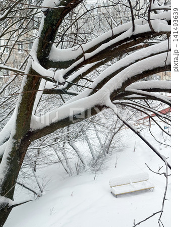 Snow covering tree branches and a park bench Snow covering tree branches and a park bench 141493639