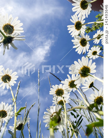 Daisies growing upwards reaching blue sky Daisies growing upwards reaching blue sky 141493646