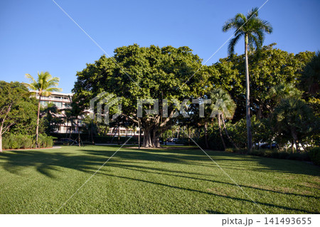Grassy Park With Large Shade Tree And Tall Palm Trees 141493655
