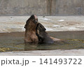 動物園の水場でふれあうカピバラの親子 動物園の水場でふれあうカピバラの親子 141493722