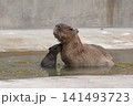 水場で親の胸元に顔を寄せるカピバラの赤ちゃん 水場で親の胸元に顔を寄せるカピバラの赤ちゃん 141493723