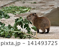陸上で木の葉を食べるカピバラの赤ちゃん 陸上で木の葉を食べるカピバラの赤ちゃん 141493725