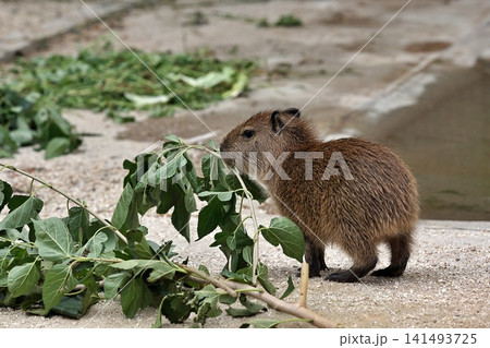 陸上で木の葉を食べるカピバラの赤ちゃん 陸上で木の葉を食べるカピバラの赤ちゃん 141493725