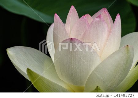 ピンク色の花びら ピンク色の花びら 141493727
