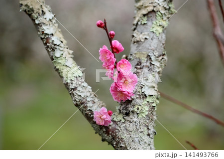 可愛い　ピンクの梅の花 141493766