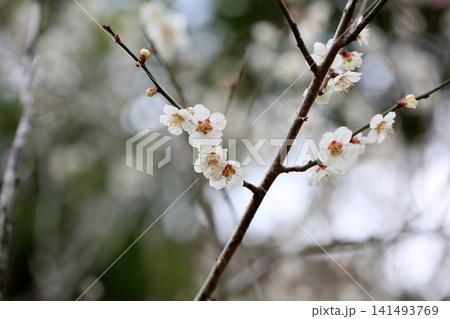 爽やか　白梅の花 141493769