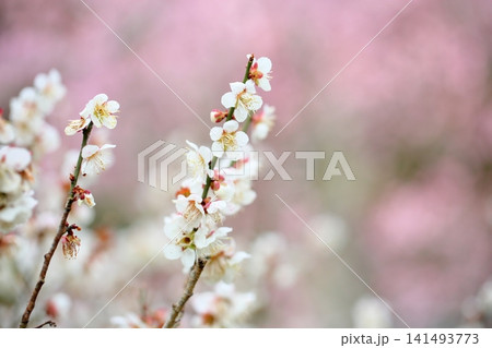 爽やか 白梅の花 爽やか 白梅の花 141493773