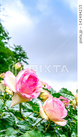 バラの花 バラの花 141494215