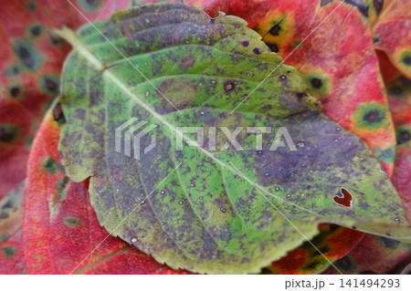 柿の葉 紅葉 落葉 クローズアップ 柿の葉 紅葉 落葉 クローズアップ 141494293