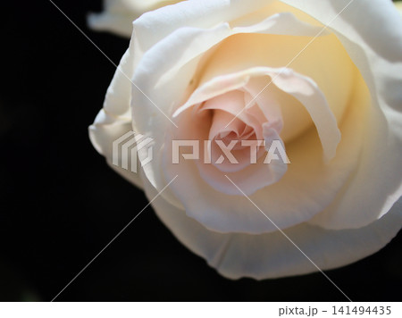 5月に美しく咲いた白いバラの花「感謝」 5月に美しく咲いた白いバラの花「感謝」 141494435