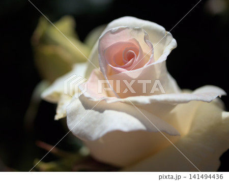 5月に美しく咲いた白いバラの花「感謝」 5月に美しく咲いた白いバラの花「感謝」 141494436