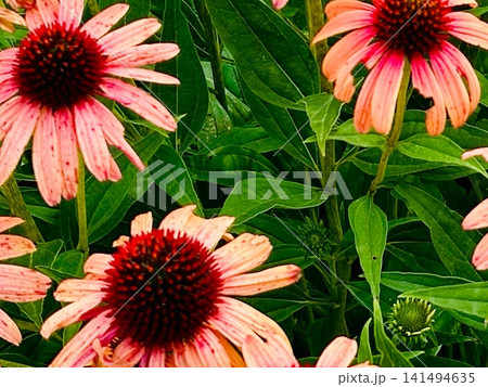 夏の庭に咲くエキナセアの花|Echinacea Flowers 夏の庭に咲くエキナセアの花|Echinacea Flowers 141494635