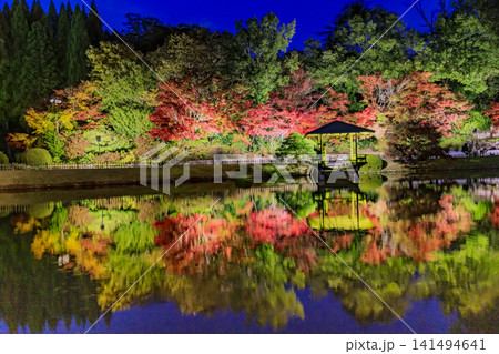 広島県三原市三景園の紅葉のライトアップ 広島県三原市三景園の紅葉のライトアップ 141494641