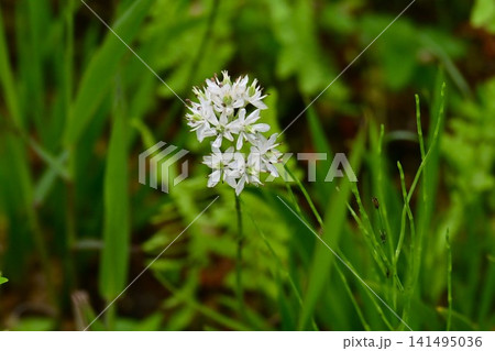 イワショウブの花・岩菖蒲・湿原に自生する日本固有種の植物 イワショウブの花・岩菖蒲・湿原に自生する日本固有種の植物 141495036