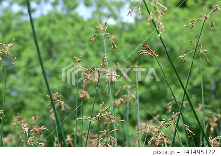 フトイの花・太藺・カヤツリグサ科の水生多年草・抽水植物 フトイの花・太藺・カヤツリグサ科の水生多年草・抽水植物 141495122