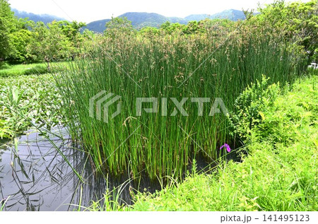フトイの花・太藺・カヤツリグサ科の水生多年草・抽水植物 フトイの花・太藺・カヤツリグサ科の水生多年草・抽水植物 141495123