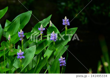 ナガバミズアオイの花・長葉水葵・アメリカ原産の水生植物 141495334