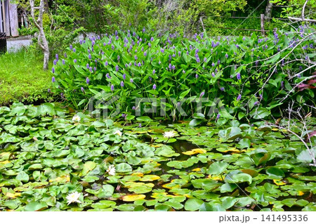 ナガバミズアオイの花・長葉水葵・アメリカ原産の水生植物 ナガバミズアオイの花・長葉水葵・アメリカ原産の水生植物 141495336