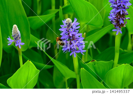 ナガバミズアオイの花・長葉水葵・アメリカ原産の水生植物 ナガバミズアオイの花・長葉水葵・アメリカ原産の水生植物 141495337