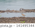 水辺に佇むコチドリ 141495344