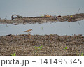 水辺に佇むコチドリ 141495345
