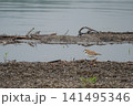 水辺に佇むコチドリ 141495346