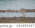 水辺に佇むコチドリ 141495347