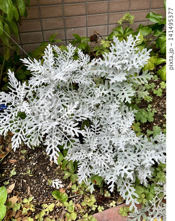 花壇に植えられたシロタエギク 141495377