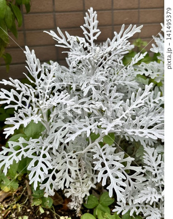 花壇に植えられたシロタエギク 花壇に植えられたシロタエギク 141495379