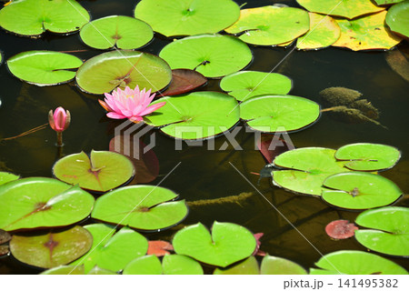 睡蓮の花が咲く池と水面に浮かぶ葉1 睡蓮の花が咲く池と水面に浮かぶ葉1 141495382