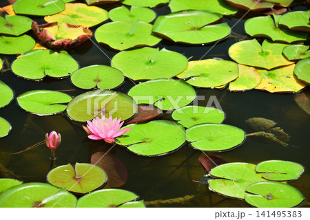睡蓮の花が咲く池と水面に浮かぶ葉2 睡蓮の花が咲く池と水面に浮かぶ葉2 141495383