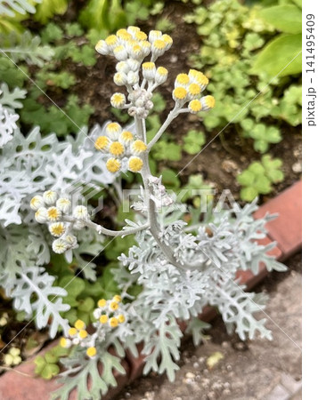 花壇に植えられたシロタエギクの花 141495409