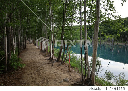 北海道、美瑛、丘の町、初夏の北海道、白金の青い池、早朝に訪れると観光客が一人もいない夜明けの神秘青池 北海道、美瑛、丘の町、初夏の北海道、白金の青い池、早朝に訪れると観光客が一人もいない夜明けの神秘青池 141495456