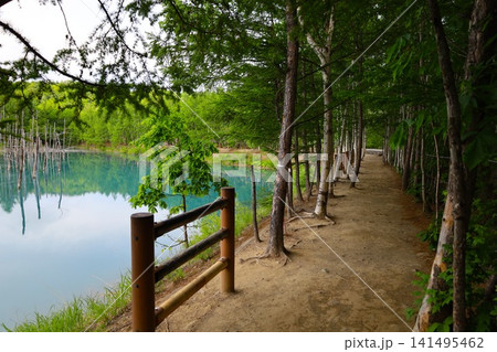 北海道、美瑛、丘の町、初夏の北海道、白金の青い池、早朝に訪れると観光客が一人もいない夜明けの神秘青池 北海道、美瑛、丘の町、初夏の北海道、白金の青い池、早朝に訪れると観光客が一人もいない夜明けの神秘青池 141495462